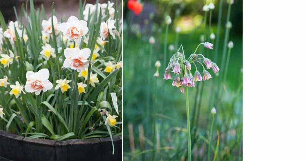 Narcisser och honungslök. Foto: Minna Mercke Schmidt Narcisser och honungslök