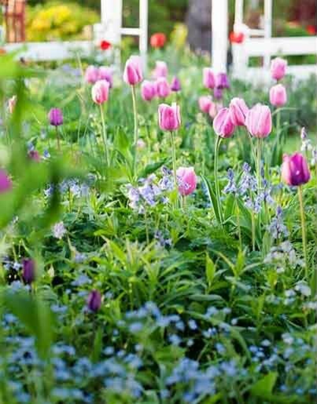 Tulpaner som sträcker sig upp i ett hav av ljusblå förgätmigej och klockhyacinter är en syn att förälska sig i. Plantera gärna tulpaner i samma färg men i olika toner för att ge liv och variation. Foto: Minna Mercke Schmidt Tulpaner som sträcker sig upp i ett hav av ljusblå förgätmigej och klockhyacinter är en syn att förälska sig i.