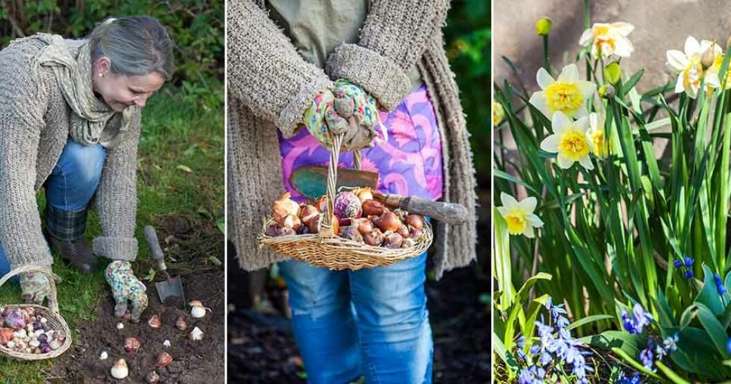 Passa på att sätta lökar en solig dag i september. Foto: Minna Mercke Schmidt Passa på att sätta lökar en solig dag i september.