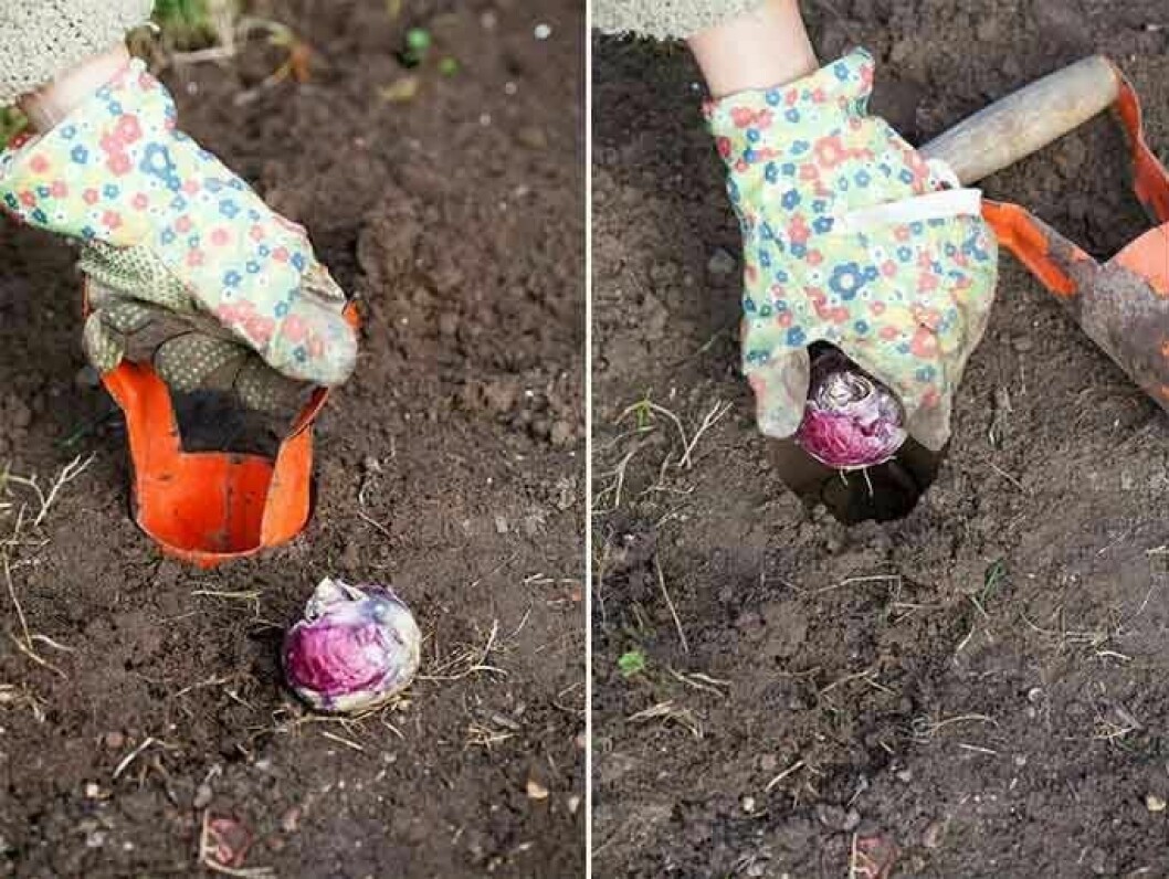Ett lökjärn är bra att ha till hands när du ska plantera enstaka större lökar i jorden, eller vill plantera direkt i gräsmattan. Foto: Minna Mercke Schmidt Ett lökjärn är bra att ha till hands när du ska plantera enstaka större lökar i jorden, eller vill plantera direkt i gräsmattan.