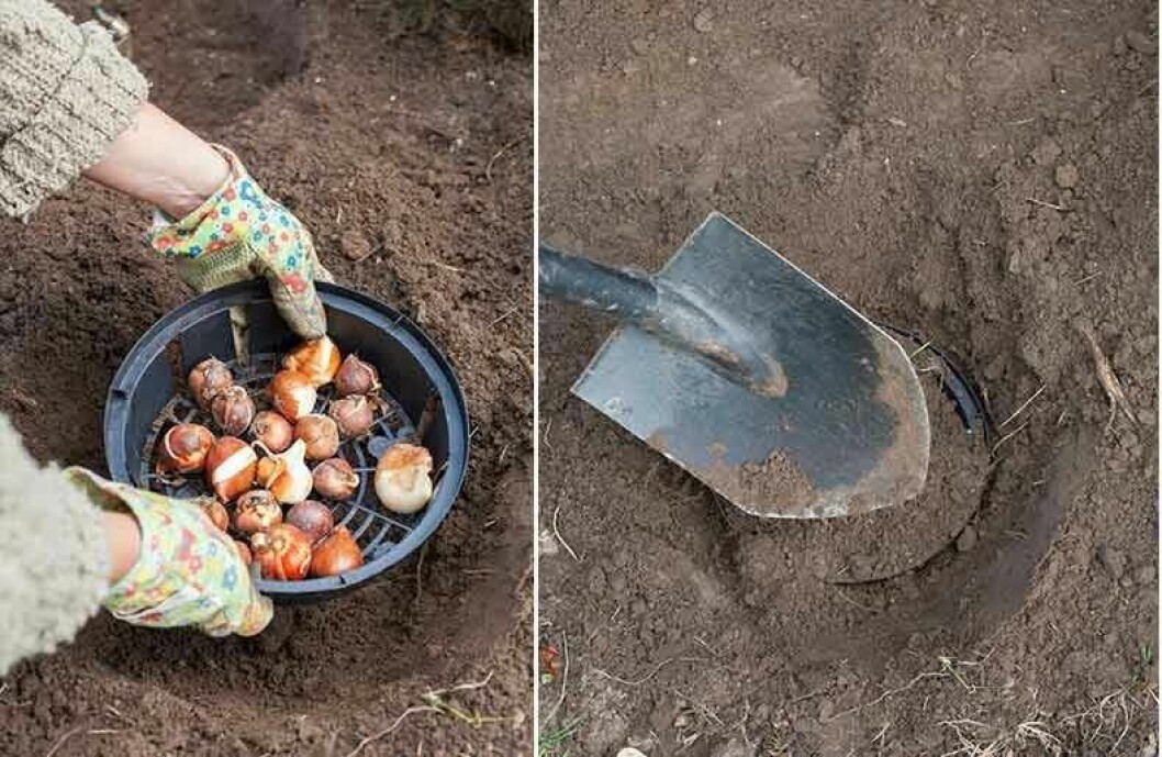 Ett enkelt sätt att plantera flera lökar är att placera dem i en lökkorg. Den minskar sorkattackerna och gör lökarna lätta att flytta efter blomning. Det vissnande bladverket är ibland svårt att dölja och då är det enklare att flytta hela korgen till en plats där lökarna får vissna i lugn och ro och samla ny näring. Foto: Minna Mercke Schmidt Ett enkelt sätt att plantera flera lökar är att placera dem i en lökkorg.