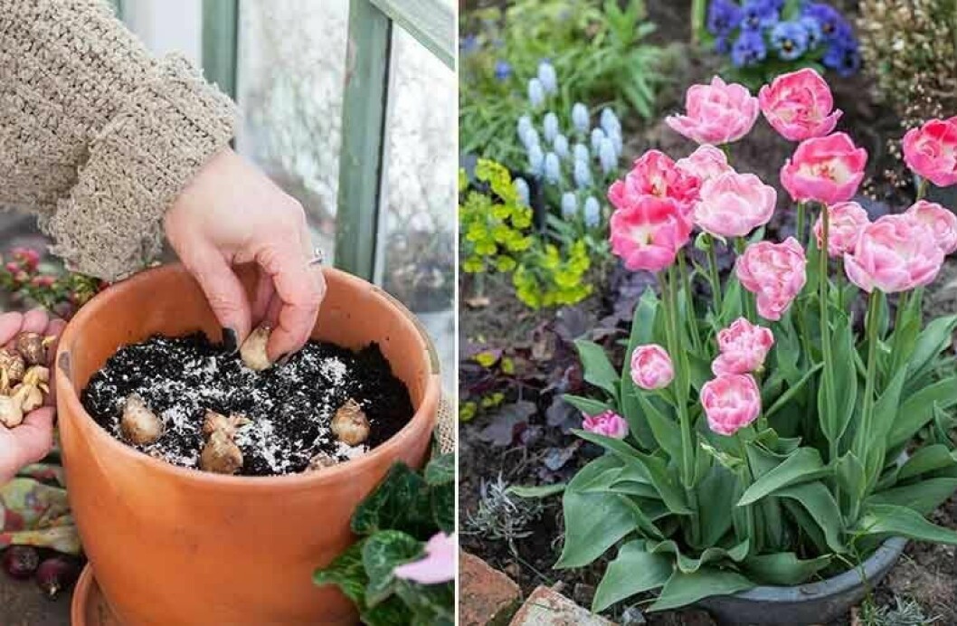 Du kan dra upp vårblommande lökar i både små och stora krukor. Till vänster en liten kruka med små, tidiga lökväxter. Till höger en större med senare vårglädje i form av doftande tulpaner – ’Upstar’ (Sena Fylldblommiga Gruppen). I bakgrunden den ljusblåa pärlhyacinten ’Valeria Finnis’. Foto: Minna Mercke Schmidt Du kan dra upp vårblommande lökar i både små och stora krukor.