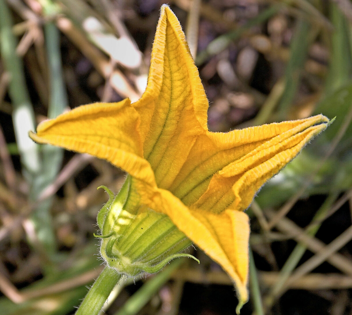 Plantorna får både han- och honblommor. Hanblommorna ger inte frukt så passa på att äta några av dem! De har långa stjälkar medan honorna har en fruktkropp under blombasen. Plantorna får både han- och honblommor. Hanblommorna ger inte frukt så passa på att äta några av dem! De har långa stjälkar medan honorna har en fruktkropp under blombasen.