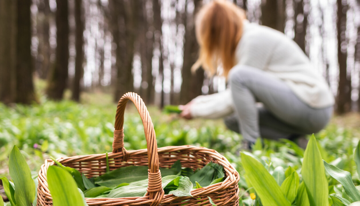Om du hinner – plocka ramslökens blad innan växten börjat blomma. Då är smaken som bäst. Ramslök växer vilt i södra Sverige.