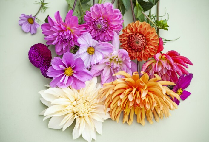 Plocka gärna på morgonen då blommorna är extra krispiga och saftspända efter en sval natt. Här är ett fång av olika sorter av dahlia och rosenskära som vi använt i våra arrangemang. Här är ett fång av olika sorter av dahlia och rosenskära som vi använt i våra arrangemang.