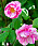 Polkagrisrosen ’Rosa Mundi’ är en gallicaros. En gammal skönhet, med anor till 1500-talet.