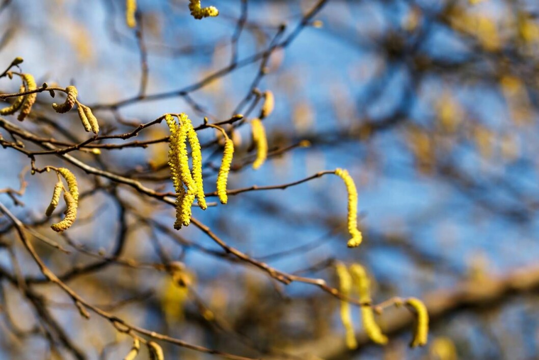 2019 spås bli ett tufft år för pollenallergiker. Foto: TT Pollen från hassel