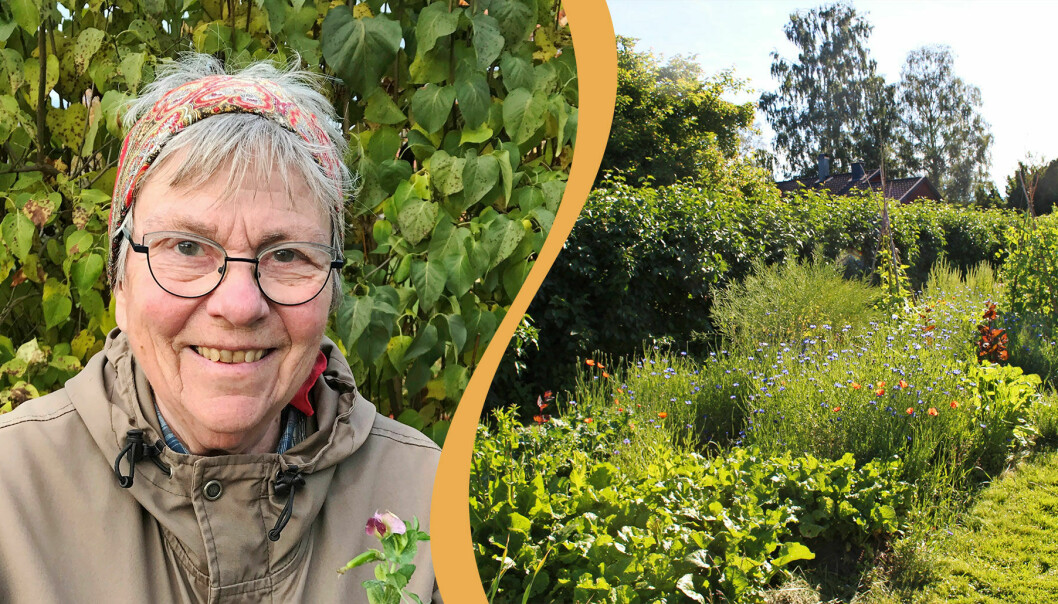 Agneta Magnusson i sin trädgård där hon odlar kulturarvsväxter.