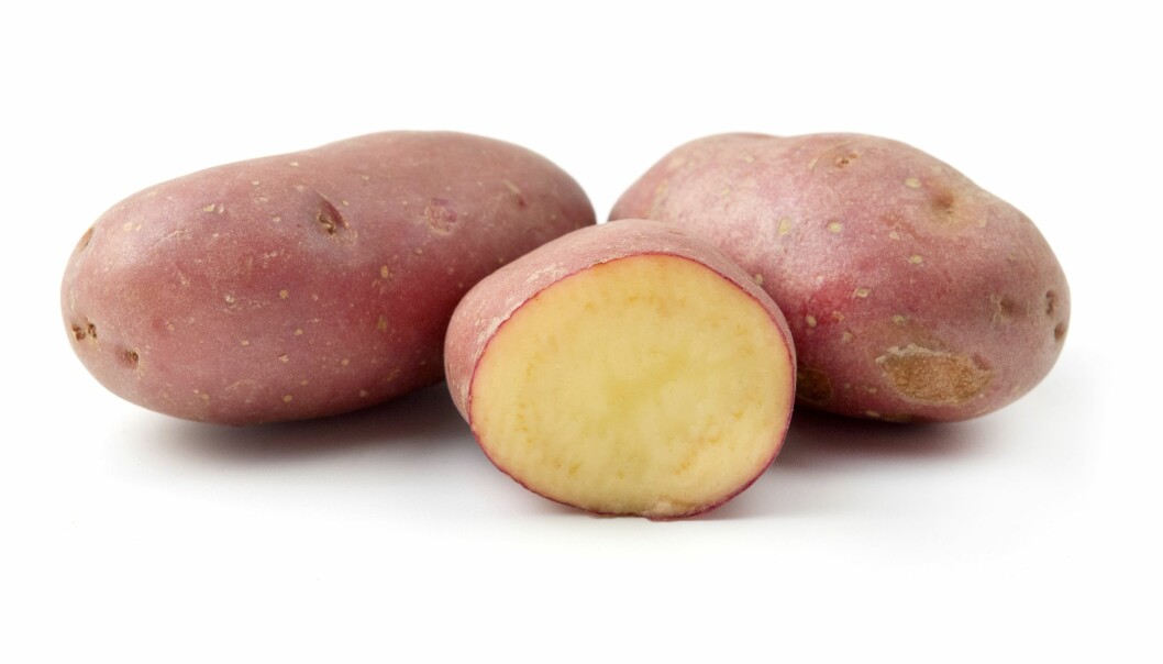 Den röda potatisen 'Cherise' är enkel att odla själv.