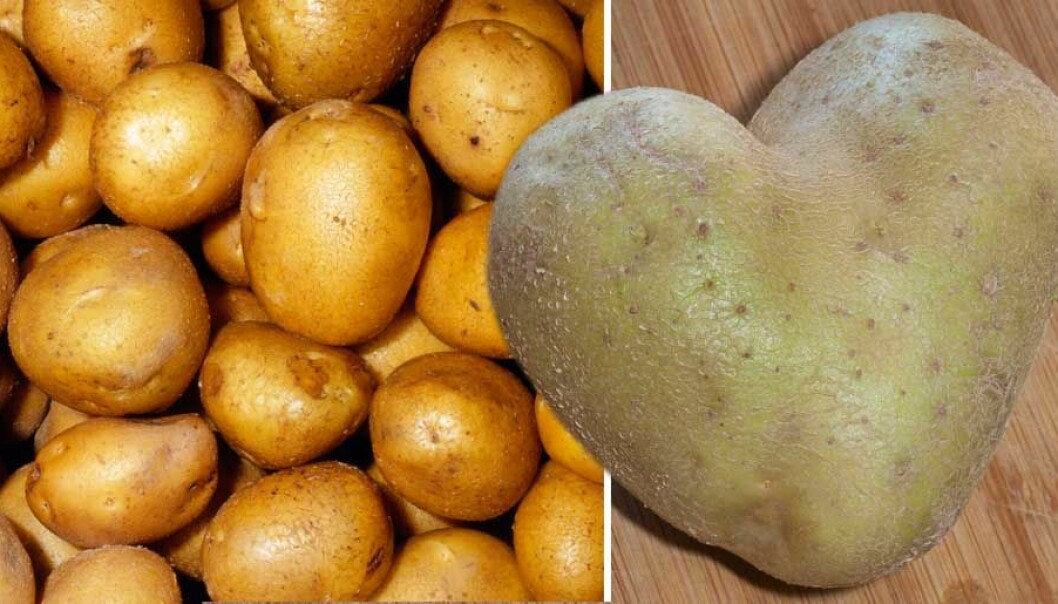 Här är fyra smarta saker du kan använda potatis till – förutom att äta den.