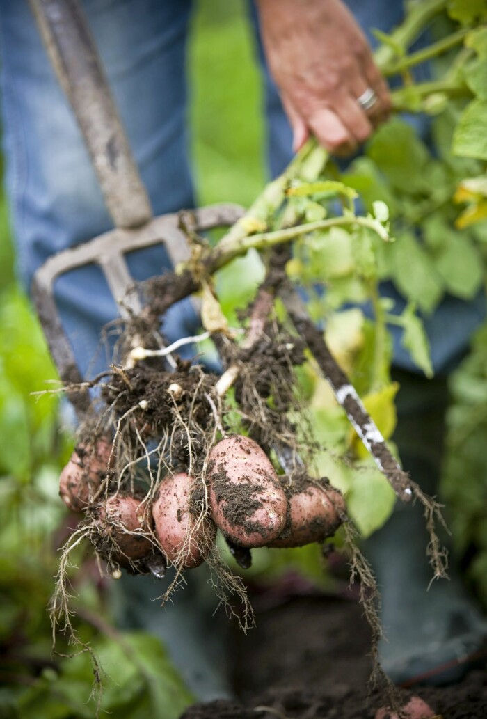 Att erbjuda potatislotter i kristid var ett sätt för myndigheterna att lindra hungersnöden under första världskriget. Potatis är lättodlad och mättar många. Att erbjuda potatislotter i kristid var ett sätt för myndigheterna att lindra hungersnöden under första världskriget. Potatis är lättodlad och mättar många.