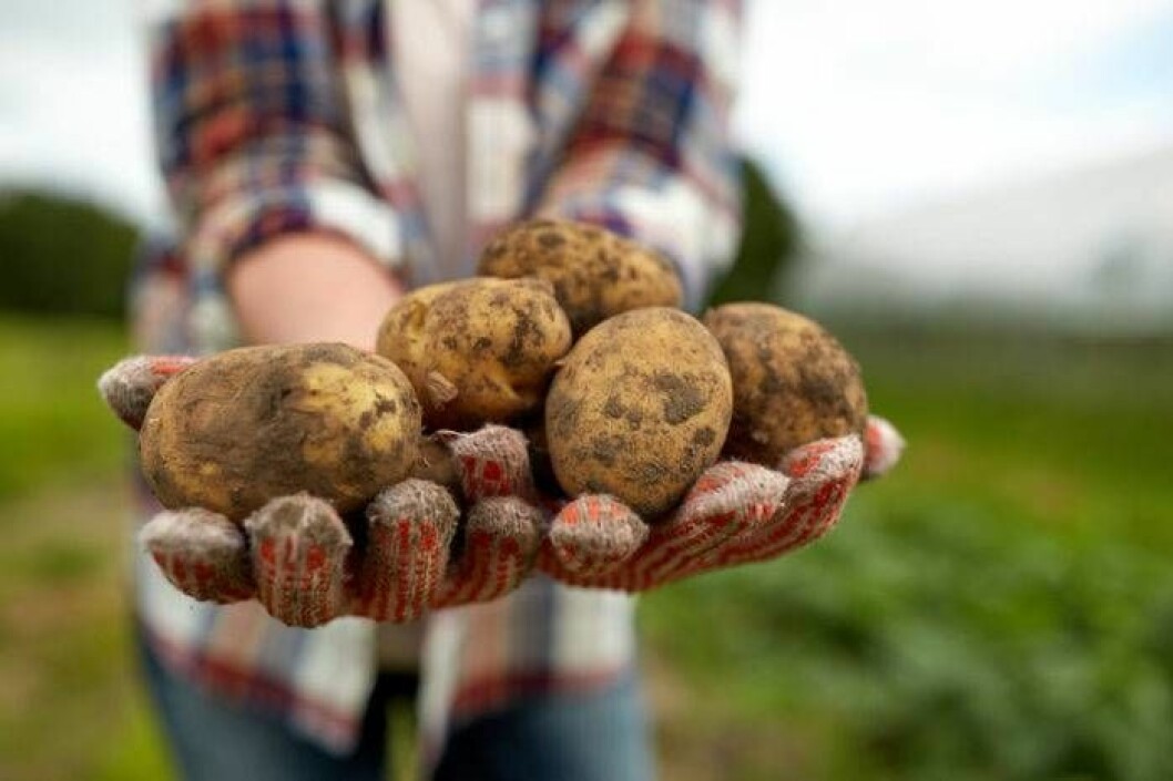 Nyskördad potatis – ett måste på sommaren.