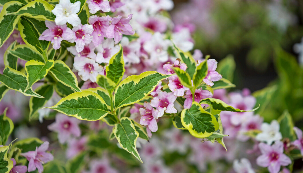 Prakttry blommar i juni–juli. Sorten ’Nana Variegata’ får massor av rosa blommor och har vackra blad med ljusa kanter. Prakttry.