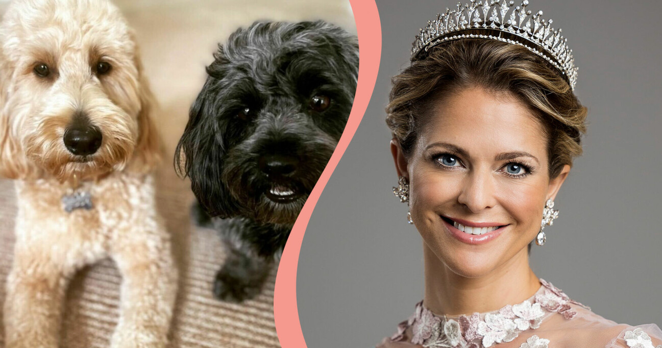 Till vänster: Prinsessan Madeleines hundar. Till höger: Galaklädd prinsessan Madeleine.
