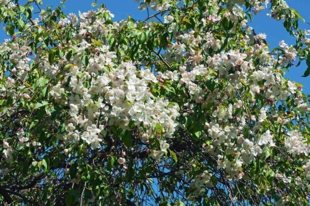 Prydnadsapel, Malus, ’Red Jade’. Höjd 3–4 m, zon 3. Foto: IBL Prydnadsapel trädguiden
