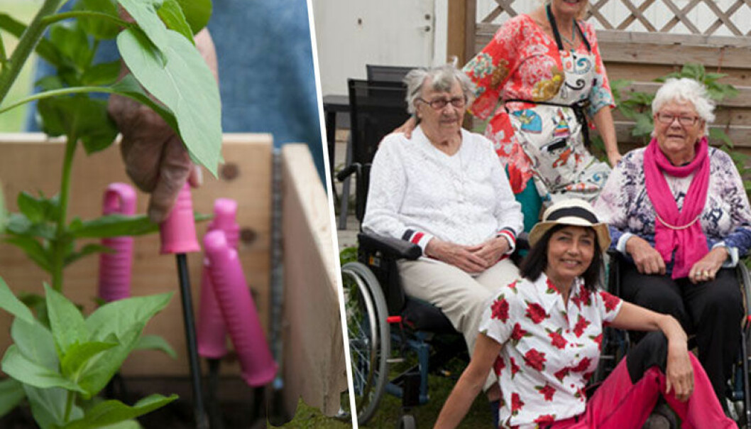 Hyllie Parks äldreboendes Trädgårdsklubb låter de äldre påta och odla för fulla muggar.