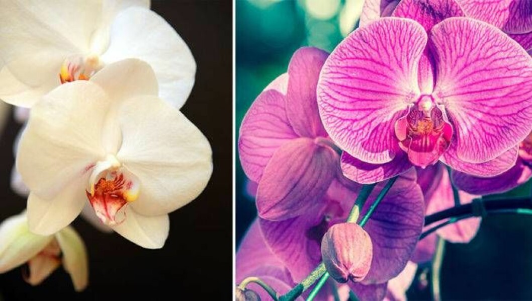 Foto: IBL Blommande orkidéer.