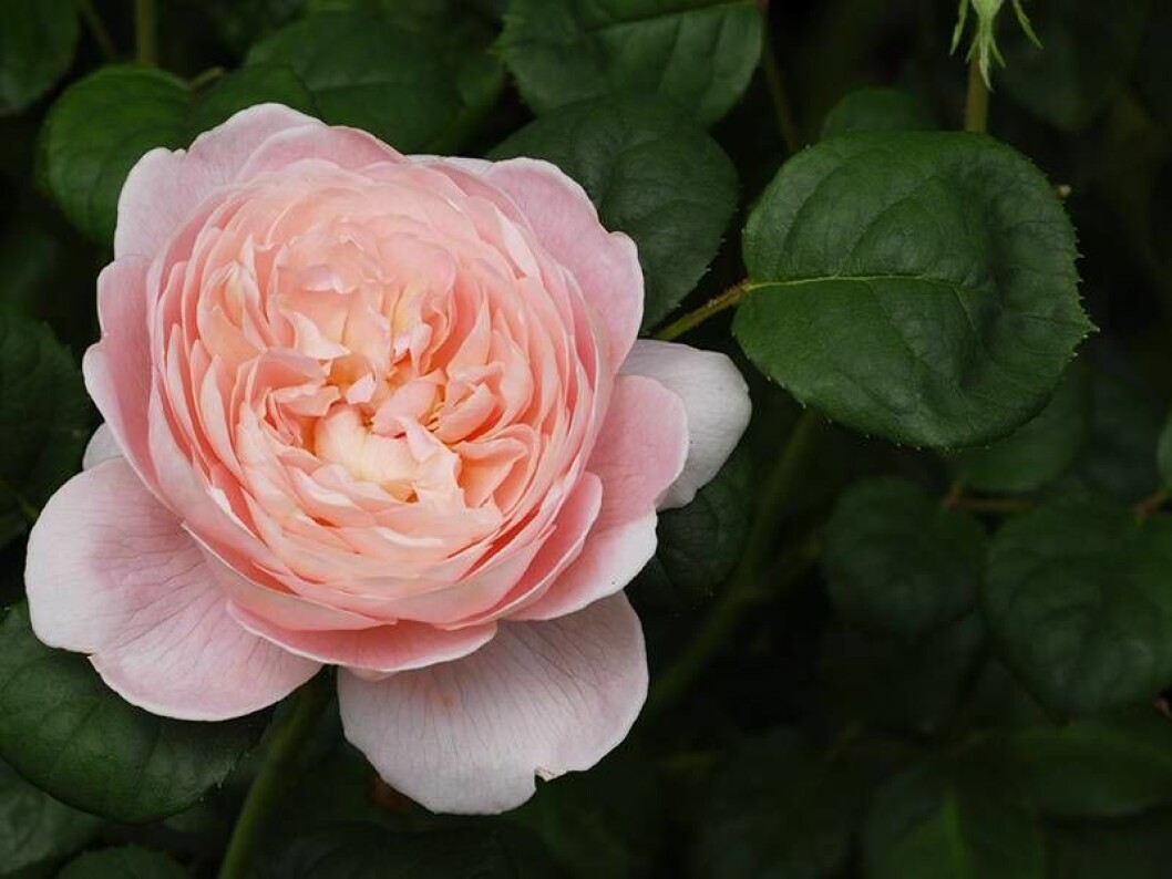'Queen of Sweden