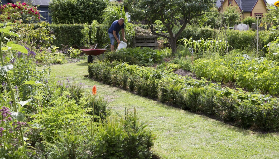 Rabatter och grönsaksland avgränsas mot gräsmattan av en låg idegranshäck. Den tydliga formen ger ett lugn till trädgården. Innanför gränsen kan det blomma och frodas utan att ordningen störs. På sikt ska gräsmattan bli mindre. Mittgången leder från huset ner till surjordsrabatten med trädgårdens centerpiece – kornellen, <em>Cornus </em>x <em>elwinortonii Venus.</em> Rabatter och grönsaksland avgränsas mot gräsmattan i John Taylors koloni.