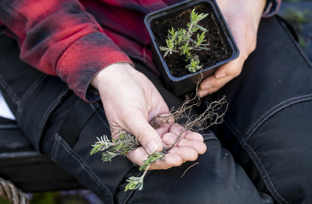 Räddade fröplantor med fina rötter. Små räddade lavendelplantor med fina rötter.