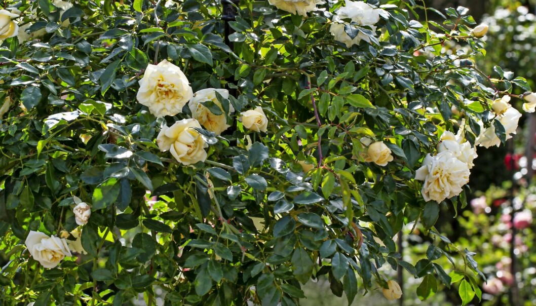 Rosen 'Alberic Barbier'.