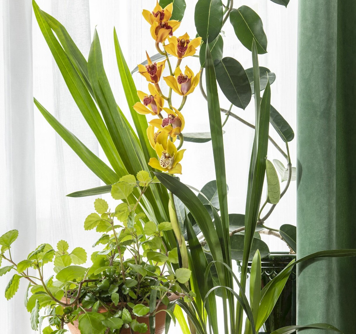 Reslig orkidé i kruka.