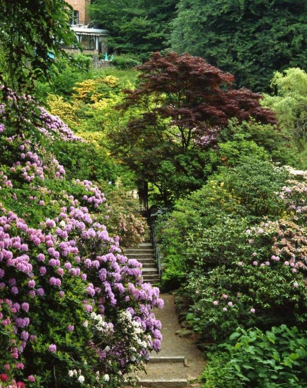 Trädgårdarna intill Sofiero slott är som vackrast när all rhododendron blommar. Foto: TT rhododendron på Sofiero slott i Helsingborg