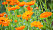 Blommande orange ringblommor.