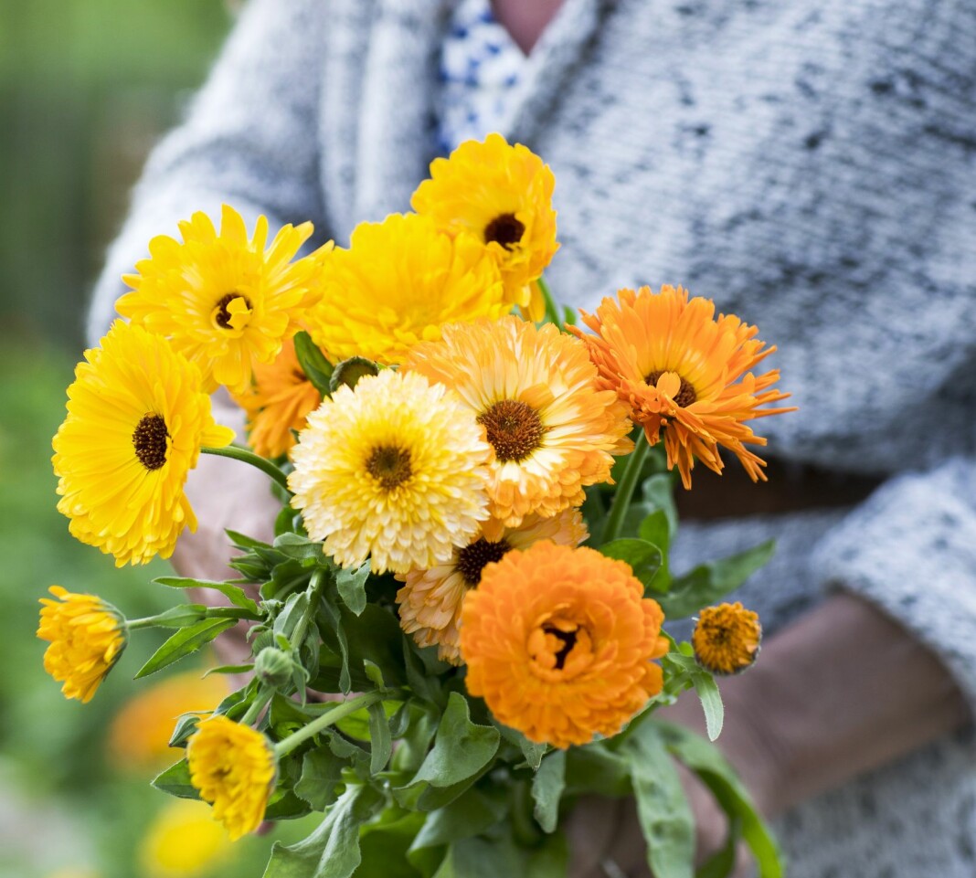 Ringblommor lockar både människor och pollinatörer. Ringblommor lockar till sig människor och pollinatörer.