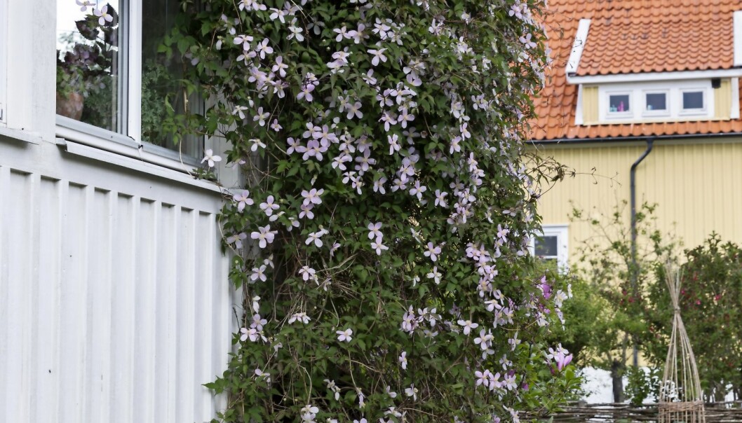 Den röda bergsklematisen är mycket starkväxande och passar fint på väggen, en hög mur, i stora träd eller slingrande i pergolan. Röd bergsklematis klättrar fint på väggen.