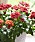Härliga krysantemum kan man inte få nog av. De roströda färgerna passar årstiden. Mixa flera i olika nyanser!