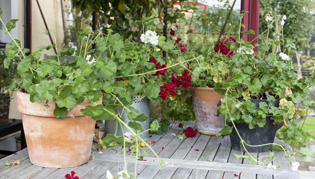 Röda och vita pelargoner i krukor.