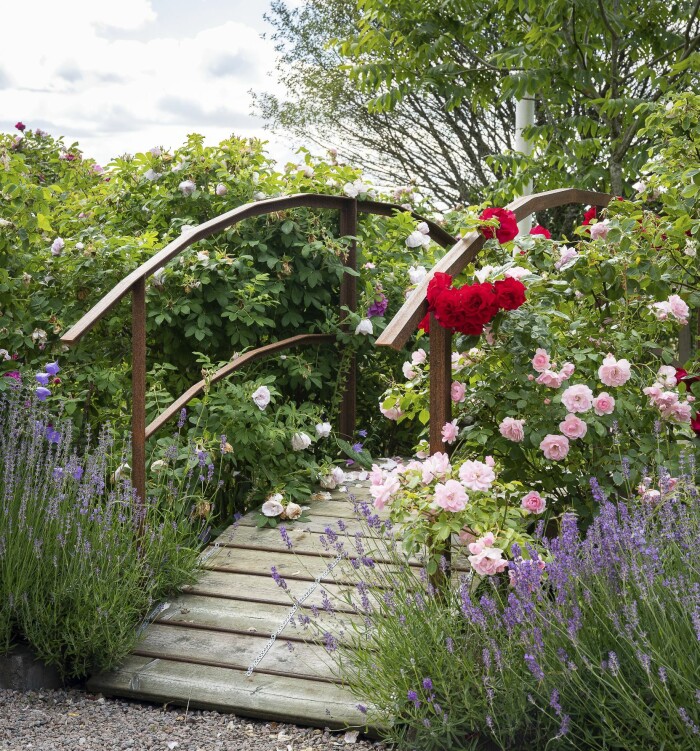 Visst kan man ha en bro, även utan vatten! Läckert rödmålad har den sällskap av storblommiga och intensivt röda klätterrosen Santana och rosa ’Celestial’. Visst kan man ha en bro, även utan vatten! Läckert rödmålad har den sällskap av storblommiga och intensivt röda klätterrosen Santana och rosa ’Celestial’.