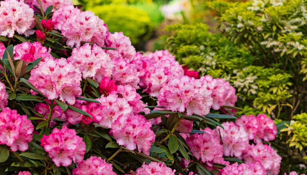 Rododendron är en av våra vanligaste blommande buskar. Först om de blir för stora och glesa är det nödvändigt med beskärning. Rododendron.