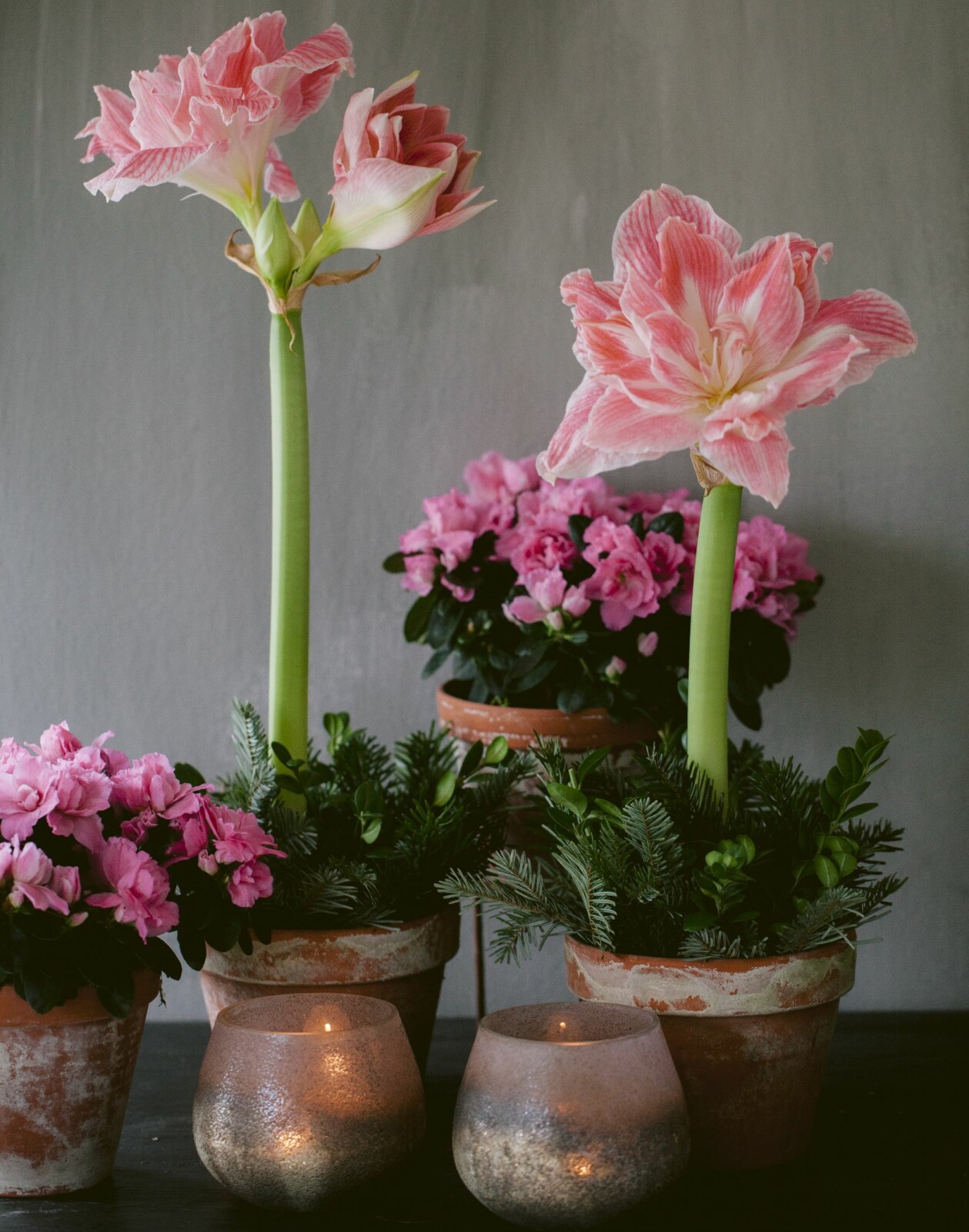 Klipp grankvistar och stick ner runt löken. Snyggt bäddat med julkänsla. Rosa amaryllis i vackert sällskap till jul.