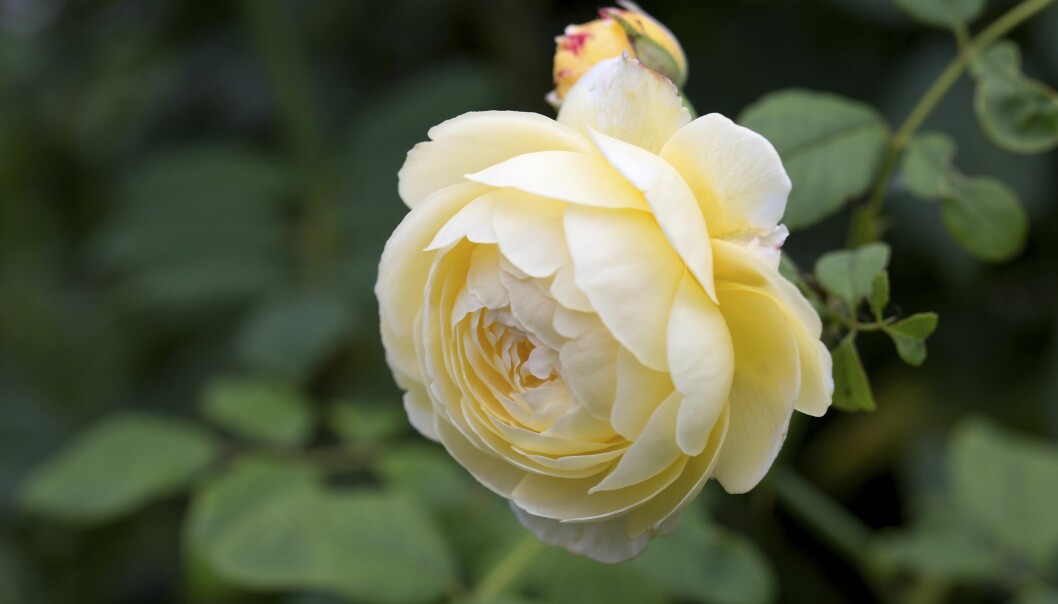 Historien bakom rosen Claire Austins namn.