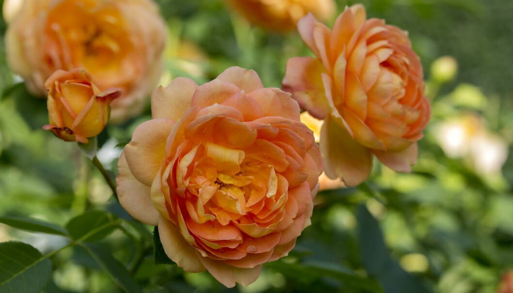 Den orange rosen Lady of Shalott fick sitt namn efter en dikt.