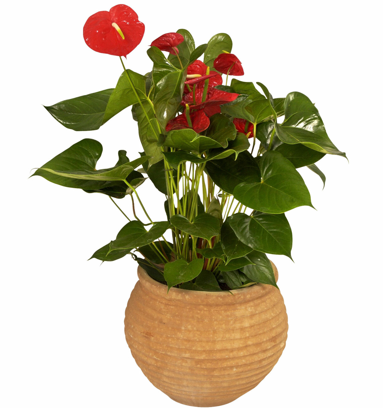 Rosenkalla, Anthurium.