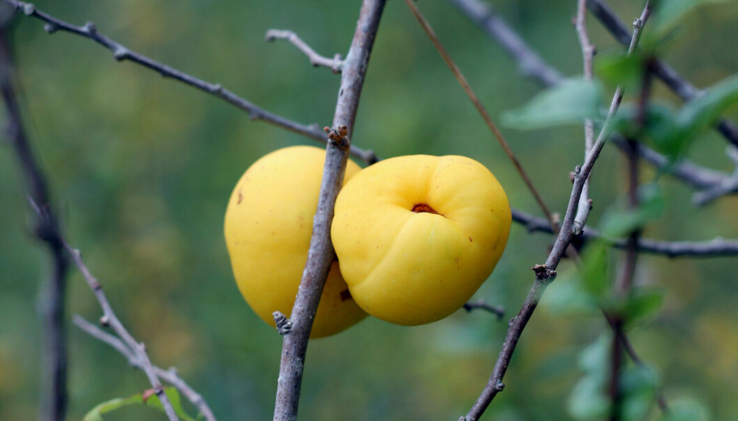 Rosenkvitten