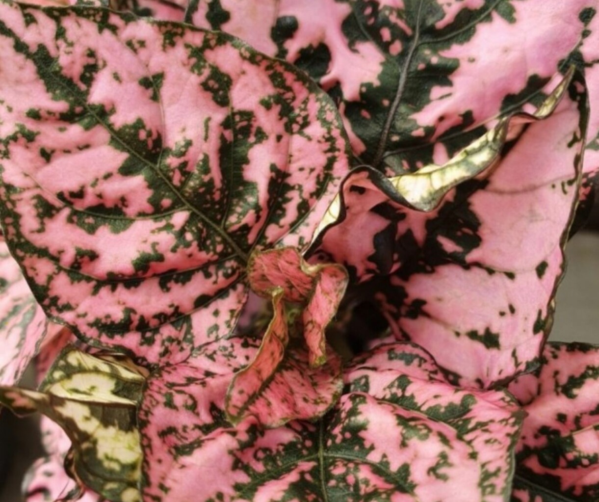 Rosenstänk 'Hippo Pink'