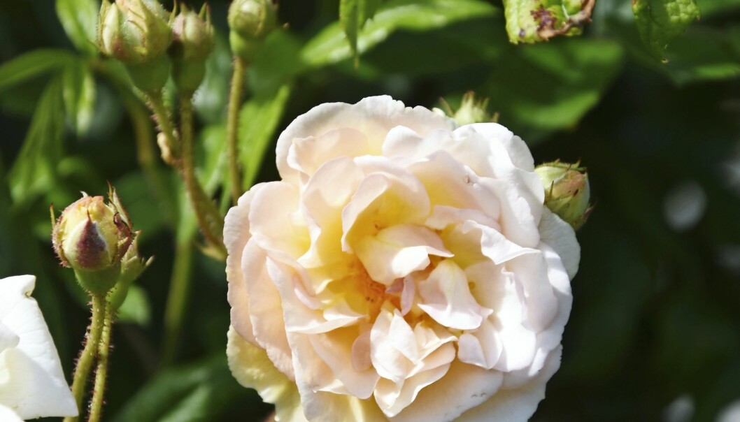 Moschatarosen 'Ghislaine de Féligonde' passar bra som klätterros. Den blommar i små klasar och är starkt doftande. Moschatarosen 'Ghislaine de Féligonde' passar bra som klätterros.