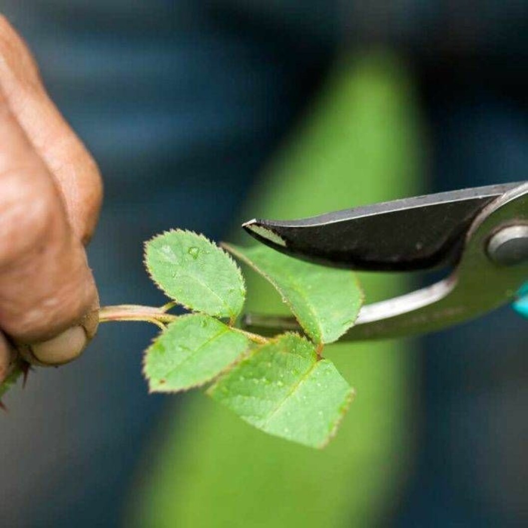 Stickling från ros.