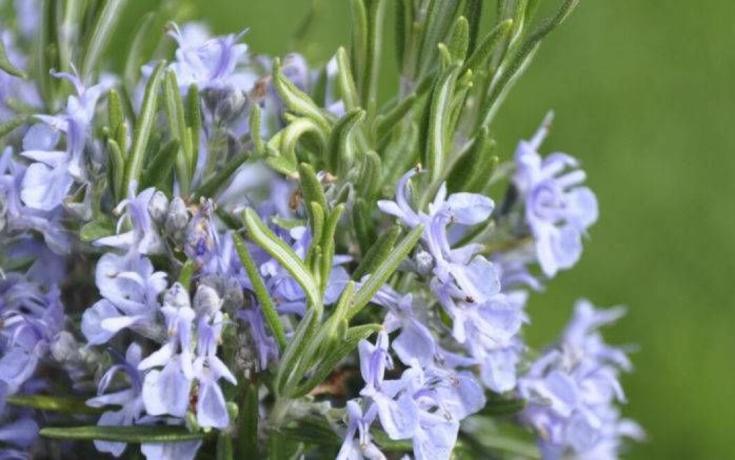 Rosmarinens blå blommor går att äta.
