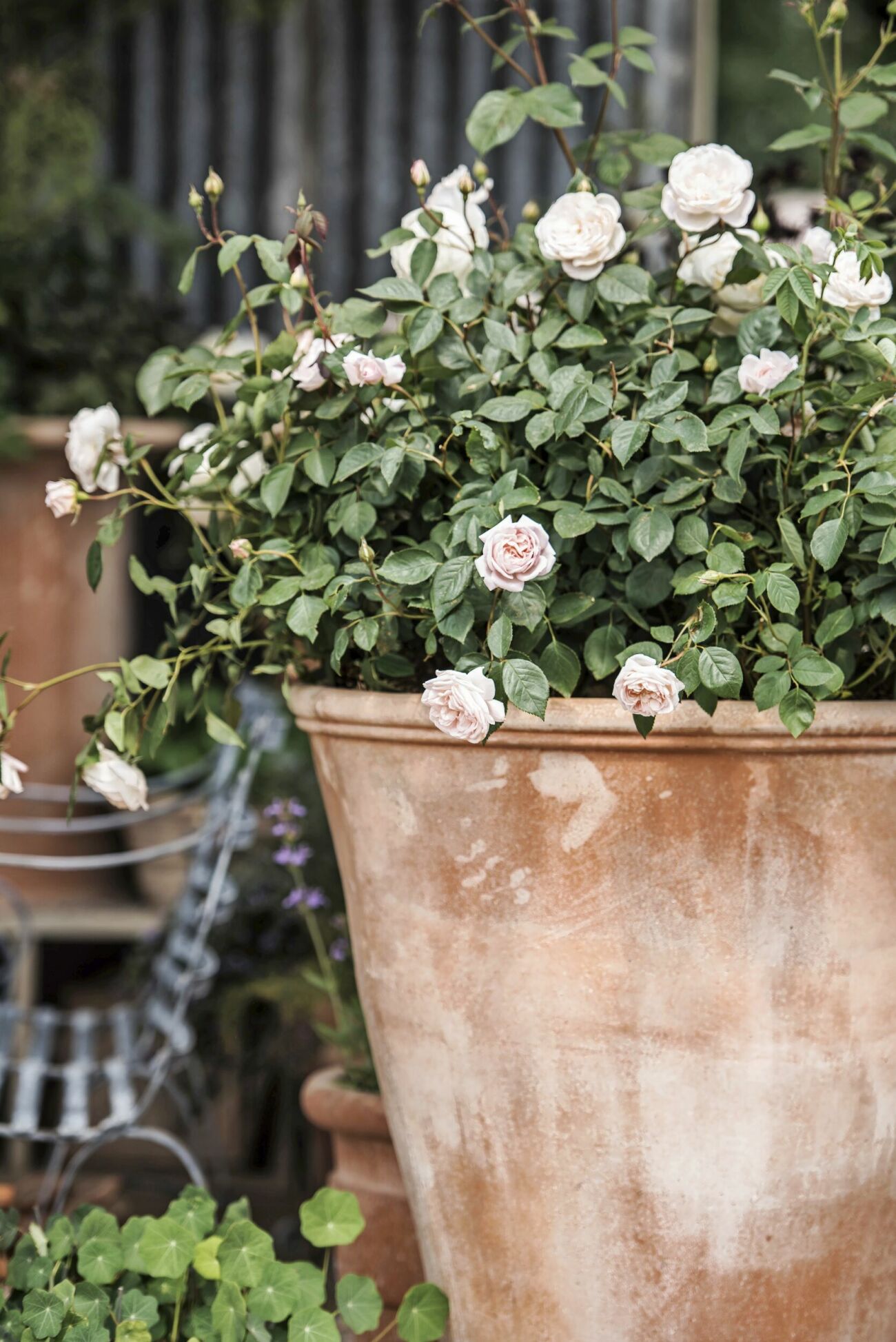 Stor guide om rosor: Plantering, skötsel, sorter | Allas