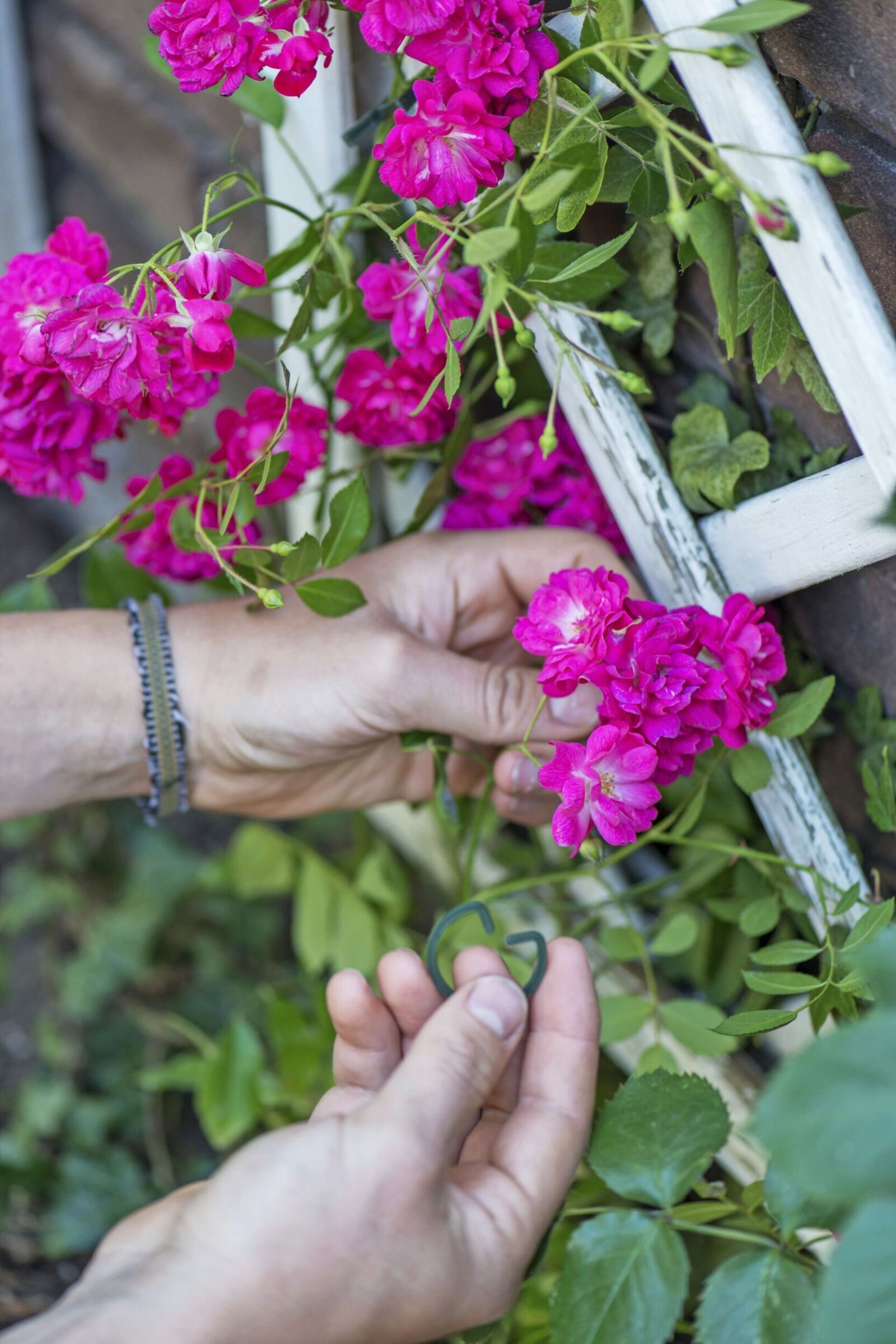 Stor guide om rosor: Plantering, skötsel, sorter | Allas