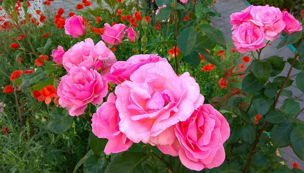 Rosa rosor i en trädgård