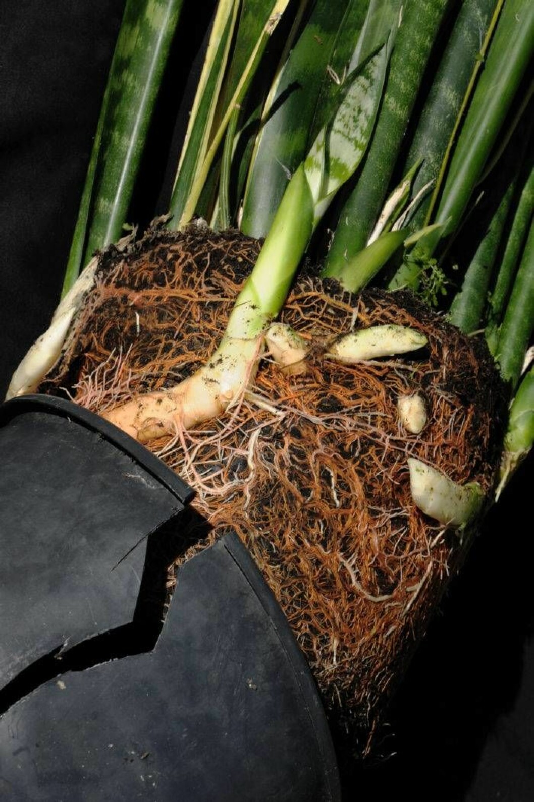 Ta av krukan och inspektera, är det så här mycket rötter är det dags för omplantering i större kruka. Dra loss rötterna lite i botten. Foto: IBL Bildbyrå När växtens rötter blivit för stora för krukan ska du omplantera.