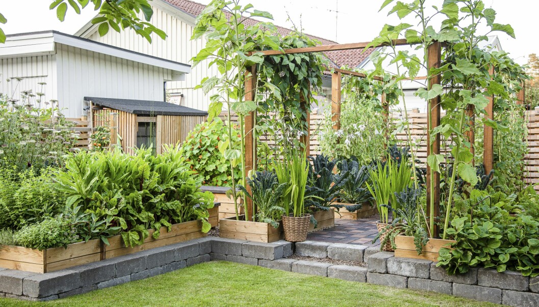 Köksträdgården är uppbyggt på stenplattor och ligger nära huset så det är enkelt att gå ut och stoppa något gott i munnen.