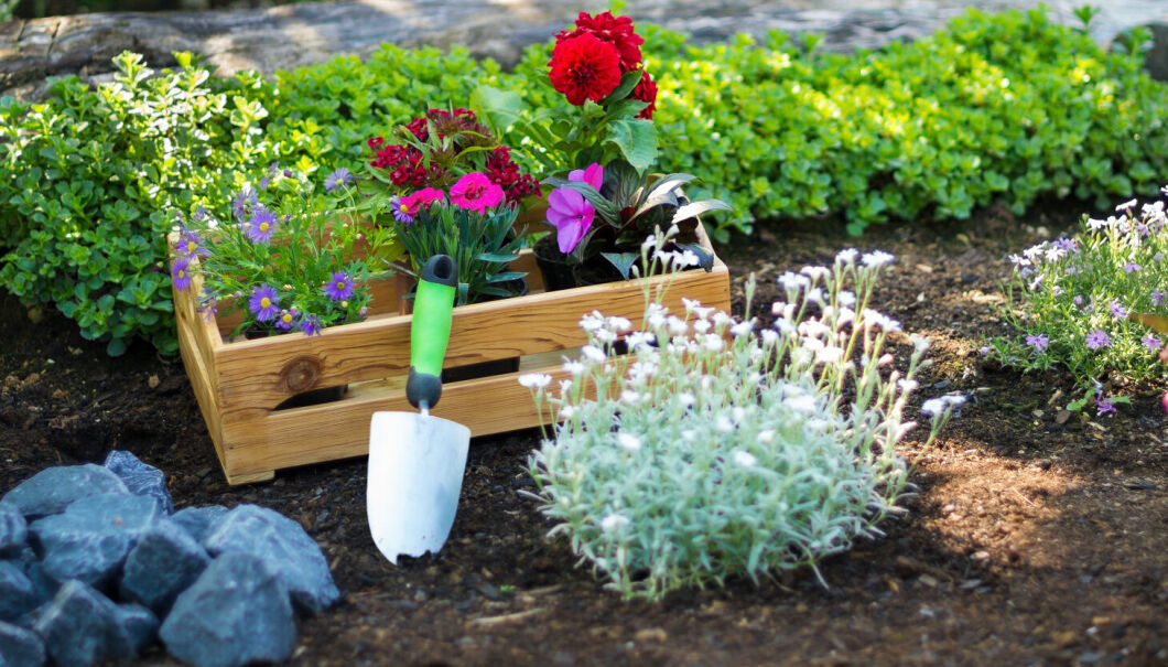 Lär dig att planera och anlägga rabatter i nya trädgården | Allas