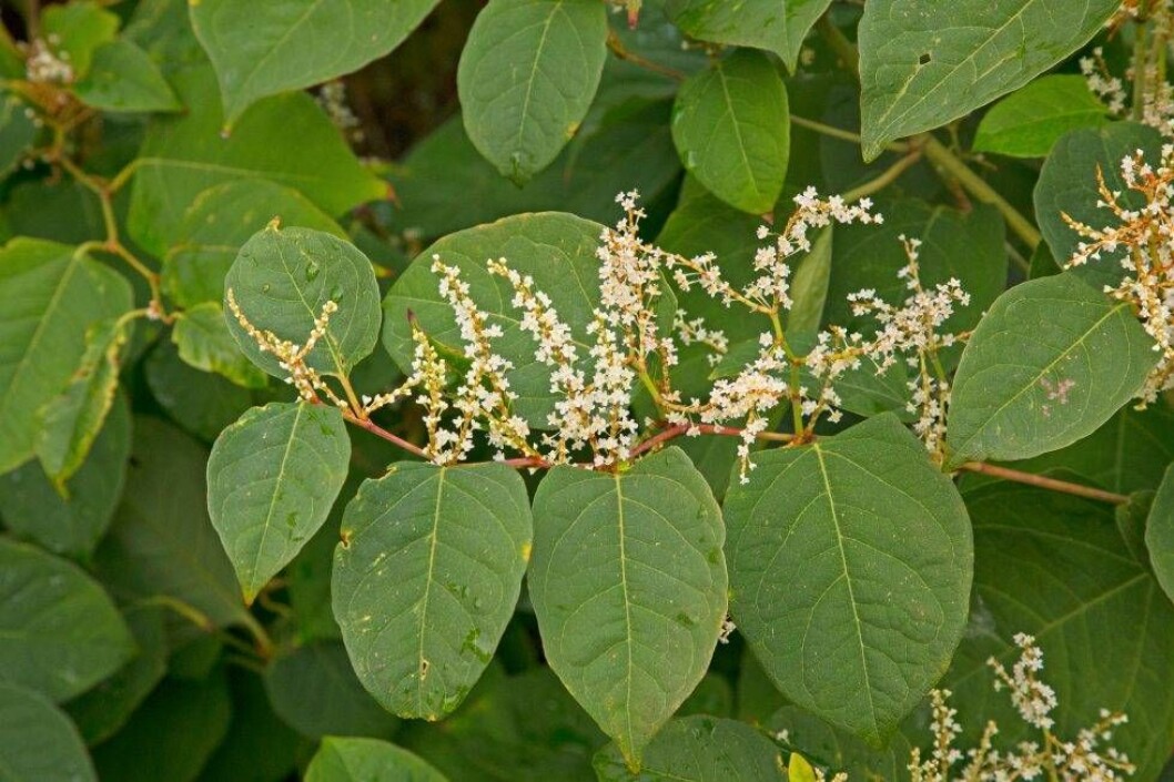 Blommorna på Parkslide. Foto: Bengt Ekman/TT Parkslide, Fallopia japonica, blommor på växten